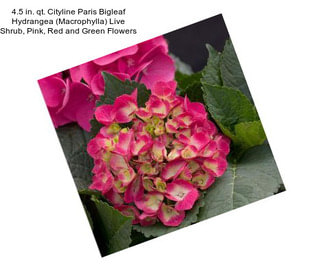 4.5 in. qt. Cityline Paris Bigleaf Hydrangea (Macrophylla) Live Shrub, Pink, Red and Green Flowers