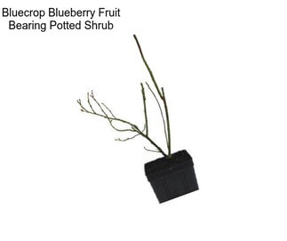 Bluecrop Blueberry Fruit Bearing Potted Shrub