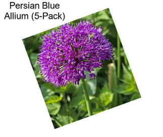 Persian Blue Allium (5-Pack)