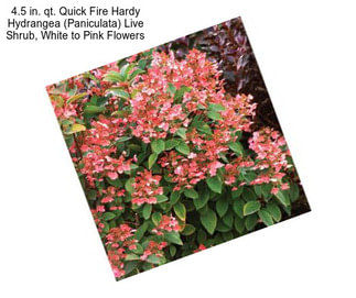 4.5 in. qt. Quick Fire Hardy Hydrangea (Paniculata) Live Shrub, White to Pink Flowers