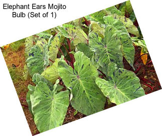 Elephant Ears Mojito Bulb (Set of 1)