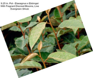 9.25 in. Pot - Elaeagnus x Ebbingei With Fragrant Discreet Blooms, Live Evergreen Shrub