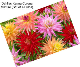 Dahlias Karma Corona Mixture (Set of 7-Bulbs)