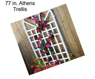 77 in. Athens Trellis