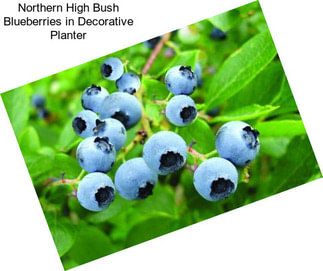 Northern High Bush Blueberries in Decorative Planter