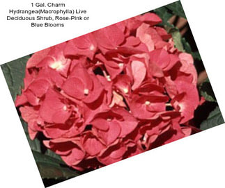 1 Gal. Charm Hydrangea(Macrophylla) Live Deciduous Shrub, Rose-Pink or Blue Blooms