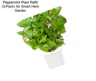 Peppermint Plant Refill (3-Pack) for Smart Herb Garden