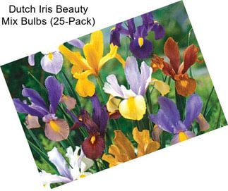 Dutch Iris Beauty Mix Bulbs (25-Pack)