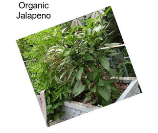 Organic Jalapeno