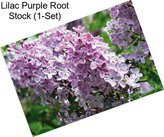 Lilac Purple Root Stock (1-Set)