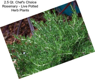 2.5 Qt. Chef\'s Choice Rosemary - Live Potted Herb Plants