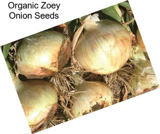 Organic Zoey Onion Seeds