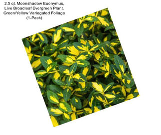 2.5 qt. Moonshadow Euonymus, Live Broadleaf Evergreen Plant, Green/Yellow Variegated Foliage (1-Pack)
