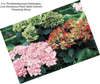 4 in. Pot Kaleidoscope Hydrangea, Live Deciduous Plant, Multi Colored Flowering Shrub