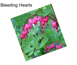 Bleeding Hearts