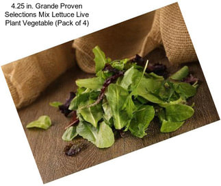 4.25 in. Grande Proven Selections Mix Lettuce Live Plant Vegetable (Pack of 4)