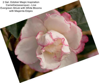 2 Gal. October Magic Inspiration Camellia(sasanqua) - Live Evergreen Shrub with White Blooms with Magenta Edges