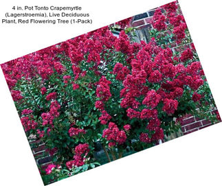 4 in. Pot Tonto Crapemyrtle (Lagerstroemia), Live Deciduous Plant, Red Flowering Tree (1-Pack)