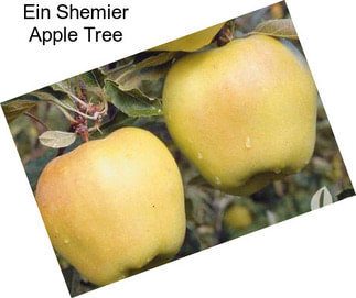 Ein Shemier Apple Tree