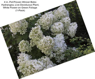 4 in. Pot Proven Winner Bobo Hydrangea, Live Deciduous Plant, White Flower on Green Foliage (1-Pack)