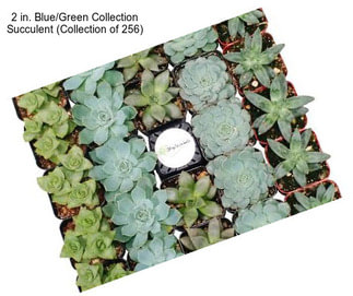 2 in. Blue/Green Collection Succulent (Collection of 256)