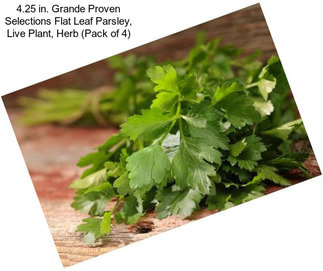 4.25 in. Grande Proven Selections Flat Leaf Parsley, Live Plant, Herb (Pack of 4)