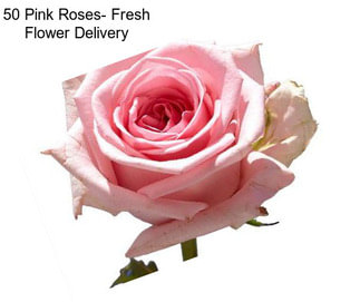 50 Pink Roses- Fresh Flower Delivery