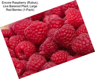 Encore Raspberry (Rubus), Live Bareroot Plant, Large Red Berries (1-Pack)