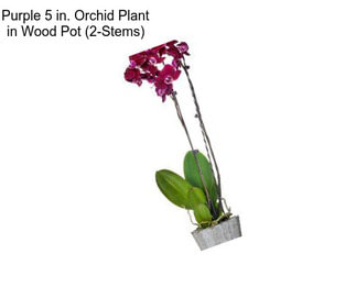 Purple 5 in. Orchid Plant in Wood Pot (2-Stems)