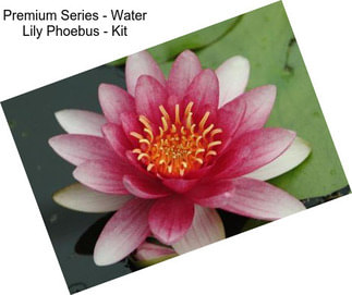 Premium Series - Water Lily Phoebus - Kit