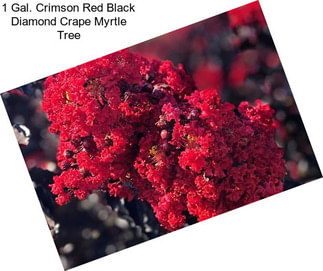 1 Gal. Crimson Red Black Diamond Crape Myrtle Tree