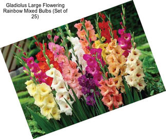 Gladiolus Large Flowering Rainbow Mixed Bulbs (Set of 25)