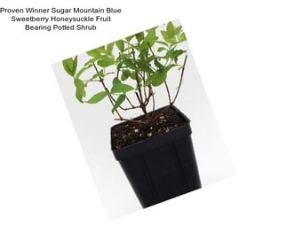 Proven Winner Sugar Mountain Blue Sweetberry Honeysuckle Fruit Bearing Potted Shrub