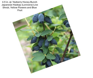 4.5 in. qt. Yezberry Honey Bunch Japanese Haskap (Lonicera) Live Shrub, Yellow Flowers and Blue Fruit