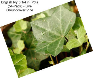 English Ivy 3 1/4 in. Pots (54-Pack) - Live Groundcover Vine