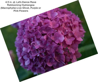 4.5 in. qt. Let\'s Dance Rave Reblooming Hydrangea (Macrophylla) Live Shrub, Purple or Pink Flowers