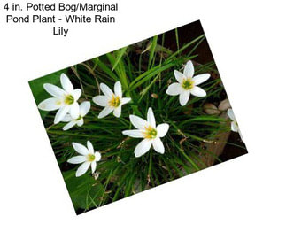 4 in. Potted Bog/Marginal Pond Plant - White Rain Lily
