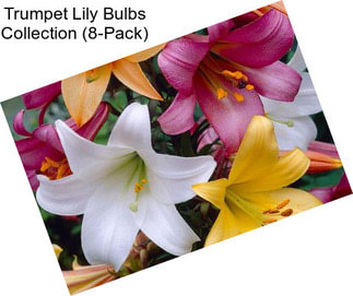 Trumpet Lily Bulbs Collection (8-Pack)