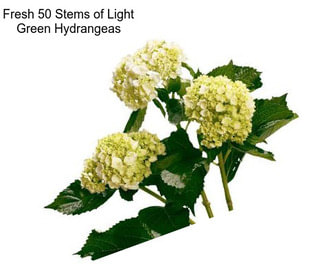 Fresh 50 Stems of Light Green Hydrangeas