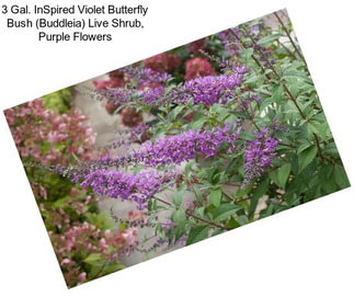 3 Gal. InSpired Violet Butterfly Bush (Buddleia) Live Shrub, Purple Flowers