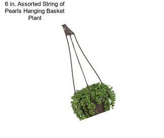 6 in. Assorted String of Pearls Hanging Basket Plant