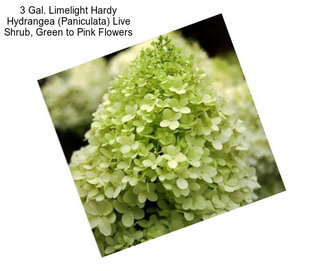 3 Gal. Limelight Hardy Hydrangea (Paniculata) Live Shrub, Green to Pink Flowers