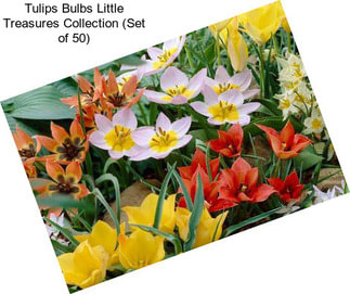 Tulips Bulbs Little Treasures Collection (Set of 50)