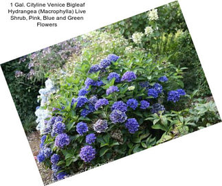 1 Gal. Cityline Venice Bigleaf Hydrangea (Macrophylla) Live Shrub, Pink, Blue and Green Flowers