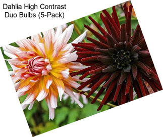 Dahlia High Contrast Duo Bulbs (5-Pack)