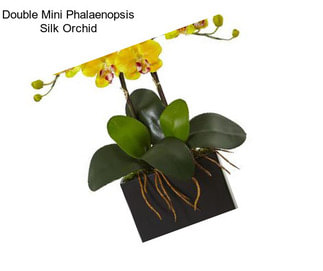 Double Mini Phalaenopsis Silk Orchid