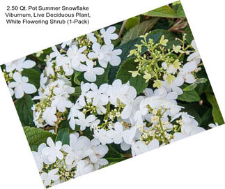 2.50 Qt. Pot Summer Snowflake Viburnum, Live Deciduous Plant, White Flowering Shrub (1-Pack)