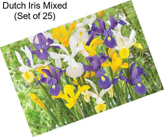 Dutch Iris Mixed (Set of 25)
