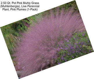 2.50 Qt. Pot Pink Muhly Grass (Muhlenbergia), Live Perennial Plant, Pink Plumes (1-Pack)