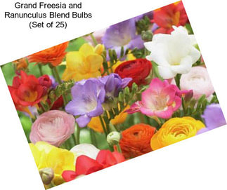 Grand Freesia and Ranunculus Blend Bulbs (Set of 25)